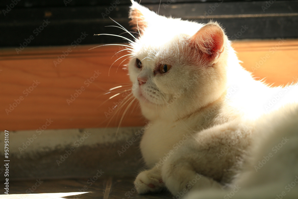 Wall mural white cat and beautiful sunlight