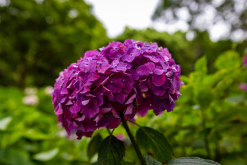 Fototapeta premium 大阪府吹田市の万博記念公園で見た、紫色の紫陽花のアップ