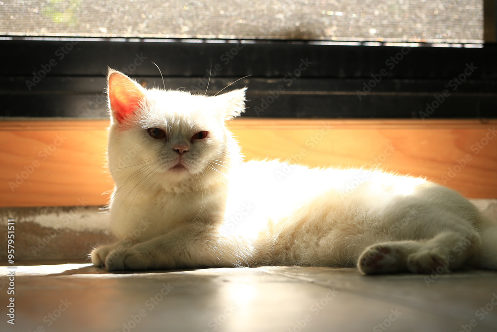 Wall mural white cat and beautiful sunlight