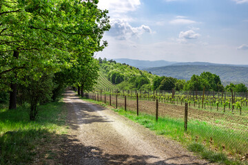 A dirt road with a fence on the side and trees in the background