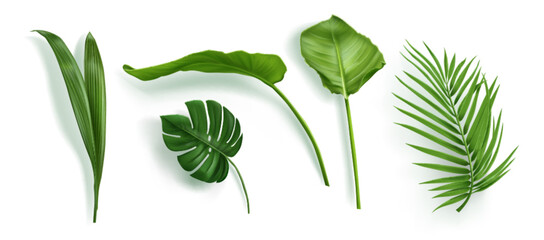 Tropic palm leaf isolated. Monstera plant leaves vector set. Summer realistic jungle branch collection. 3d beautiful botany paradise decor with rhopalostylis and philodendron natural element © klyaksun