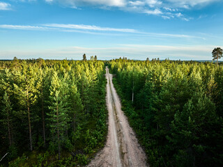 Naklejka premium road in the forest