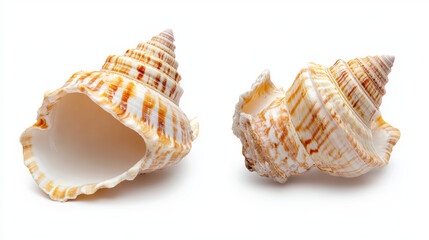 Obraz premium Both sides of a sea shell displayed against a white background, showcasing the intricate patterns and natural beauty of the shell from different angles