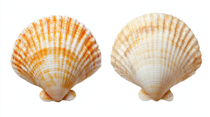 Both sides of a sea shell displayed against a white background, showcasing the intricate patterns and natural beauty of the shell from different angles