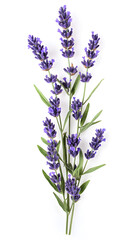 Obraz premium Lavender flowers isolated on white background. Organic Lavandula herb stems with buds and green leaves 