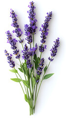 Obraz premium Lavender flowers isolated on white background. Organic Lavandula herb stems with buds and green leaves 