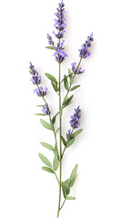 Naklejka premium Lavender flowers isolated on white background. Organic Lavandula herb stems with buds and green leaves 