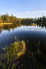 reflection of trees in water