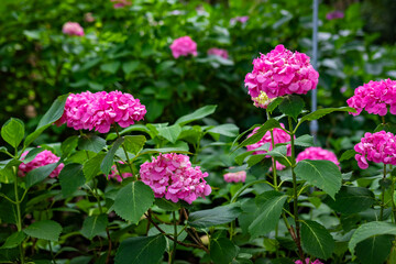 大阪府吹田市の万博記念公園で見た、ピンクや紫色の紫陽花