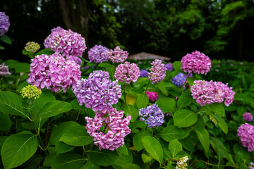 大阪府吹田市の万博記念公園で見た、ピンクや紫色の紫陽花