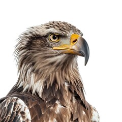 Obraz premium Majestic Eagle Isolated on Transparent Background 
