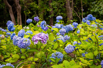 大阪府吹田市の万博記念公園で見た、青や紫色の紫陽花
