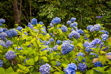 大阪府吹田市の万博記念公園で見た、青や紫色の紫陽花