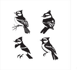 bird, vector, branch, animal, illustration, nature, tree, birds, silhouette, design, art, winter, cute, wildlife, cartoon, crow, beak, black, flower, spring, bullfinch, drawing, leaf, wing, wild