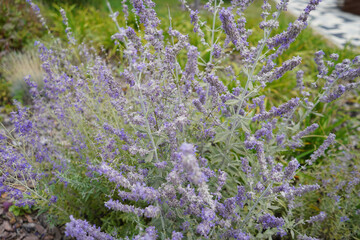Obraz premium Lavender bush close-up without sun