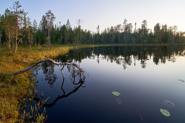 Obraz premium reflection of trees in the water