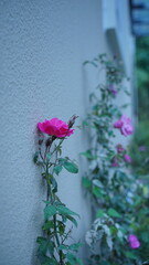 Flowers growing against the wall