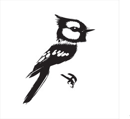 bird, vector, branch, animal, illustration, nature, tree, birds, silhouette, design, art, winter, cute, wildlife, cartoon, crow, beak, black, flower, spring, bullfinch, drawing, leaf, wing, wild