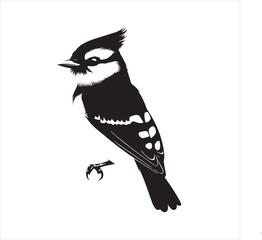 bird, vector, branch, animal, illustration, nature, tree, birds, silhouette, design, art, winter, cute, wildlife, cartoon, crow, beak, black, flower, spring, bullfinch, drawing, leaf, wing, wild