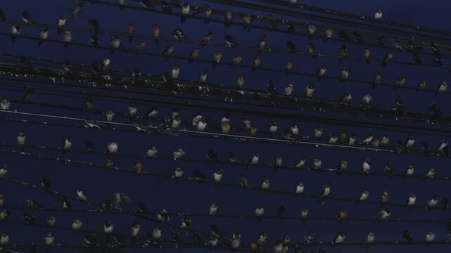 Flocks of swallows perch on power lines at twilight