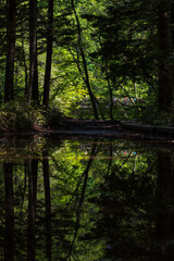 日本の風景・初夏　長野　新緑の上高地
