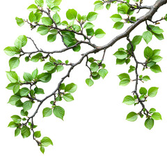 Obraz premium Wildflowers and foliage forming a natural scenery