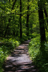 Obraz premium 日本の風景・初夏 長野 新緑の上高地