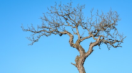 A solitary tree with contorted limbs and striking bark patterns rises against a backdrop of a vivid azure sky.