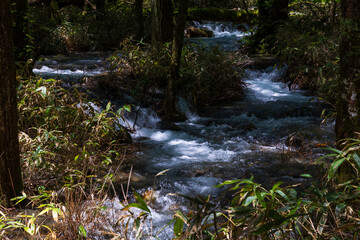 Obraz premium 日本の風景・初夏 長野 新緑の上高地