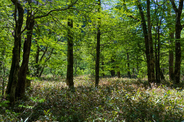 Obraz premium 日本の風景・初夏 長野 新緑の上高地