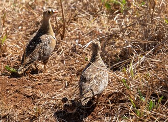 Double-banded sandgrouse pair with precocial chick in the wild
