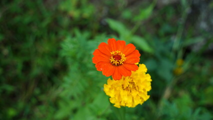Red and yellow flowers in the grass
