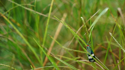 A small flying insect was found in the grass