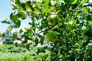 木に実った青い林檎