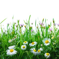 Beautiful grass and flower landscape isolated 