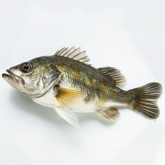 a fish with a white background isolated on white 