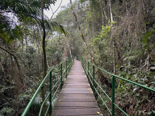Wooden Walkway Through Lush Green Jungle Scenery