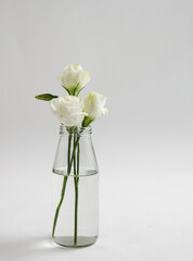 white roses in a small glass vase on a white background.