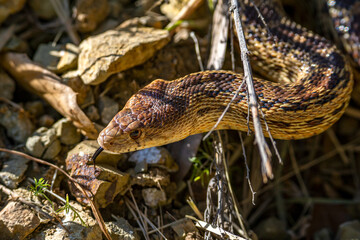 Close-up of Pacific gopher snake (Pituophis catenifer catenifer)