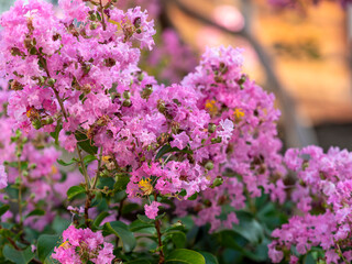 ピンク色が鮮やかな百日紅の花