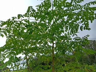 drumstick tree or Moringa oleifera leaves close up.also known as moringa, drumstick tree ,horse radish tree, or malunggay .photo taken in malaysia