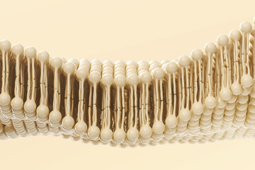 Phospholipid double layer in cell membrane. Cell membrane structure. 3d rendering