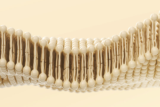 Phospholipid double layer in cell membrane. Cell membrane structure. 3d rendering