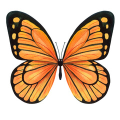 Tropical butterfly illustrations Hand drawn insert. Beautiful monarch butterfly isolated background. watercolor painting