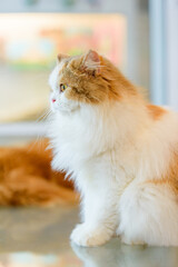 Obraz premium cat with woman