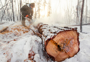 A person cuts a large tree trunk in a snowy forest during winter, surrounded by misty atmosphere....