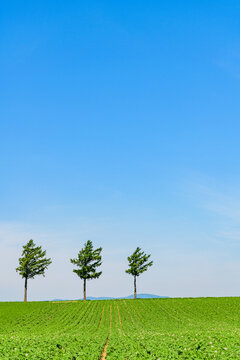 めまんべつメルヘンの丘
