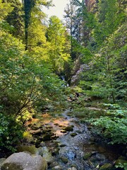 Stream in the Forest