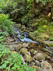 Stream and rocks in the forest