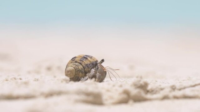 Macro shot of the hermit crap walking on the beach. They can't grow their own shells but to protect the soft tail they have to use the discarded shells of other animals.